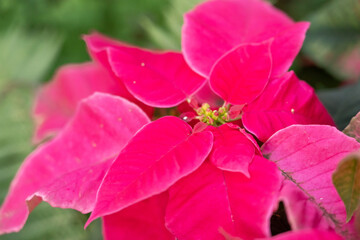 Colorful beautiful poinsettia plant, macro shot photo.