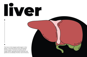 Human liver illustration with text, anatomical diagram of liver for medical education, ccience projects, cognitive studies, infographic design, and health awareness, minimalist artwork