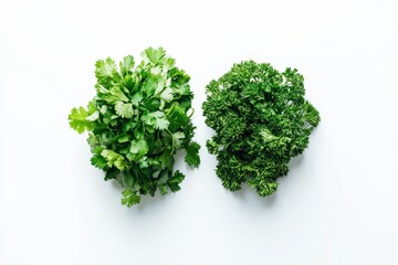 Fototapeta premium Fresh cilantro and parsley bundles on a clean white surface showcasing vibrant green colors