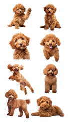 Fototapeta premium Cute Poodle dog png element set, transparent background