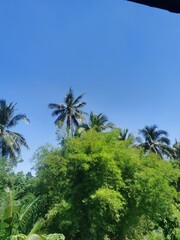 palm trees and sky