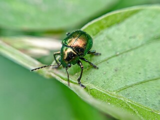 Fototapeta premium Selective focus of Close-up view of a green leaf beetle (Chrysolina,L) in the family Chrysomelidae, perched on a fresh green leaf.