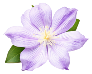 PNG Kings mantle flower blossom purple petal.