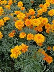 A vibrant yellow marigold blooms brilliantly under the sunlight, its layered petals forming a round, textured blossom.
