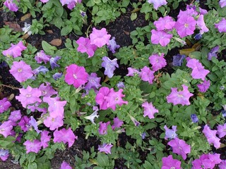 petunia, flower, pink, white, bloom, nature, delicate, soft, petals, trumpet-shaped, green leaves, beauty, charming, elegant, floral, outdoors, vibrant, serene, natural, peaceful, gentle, pastel, glow