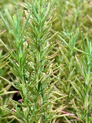 Rosmarinus officinalis lush rosemary plant branches