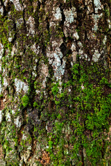 Natural background, mossy bark texture
