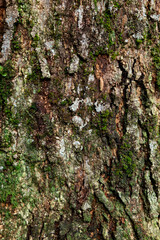 Natural background, mossy bark texture