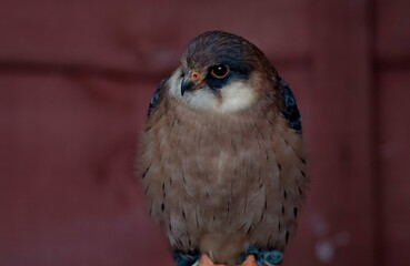 The Red-Footed Falcon (Falco vespertinus).