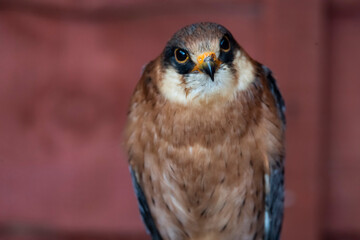 The Red-Footed Falcon (Falco vespertinus).