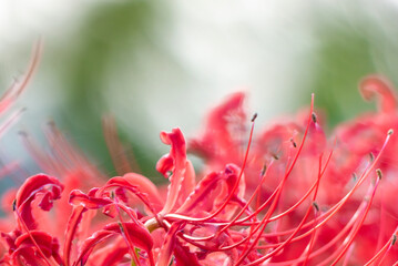 水辺に咲く彼岸花　滋賀県草津市平湖
