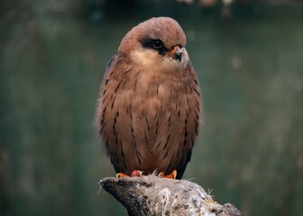 The Red-Footed Falcon (Falco vespertinus).