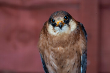 The Red-Footed Falcon (Falco vespertinus).