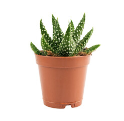 Haworthia succulent, zebra plant, mini aloe vera office table plant, star window cactus desk pot