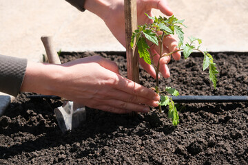 Tomato seedlings plant grown in beds with automatic watering or water dripping system in the home vegetable garden. Hose for watering and irrigation.