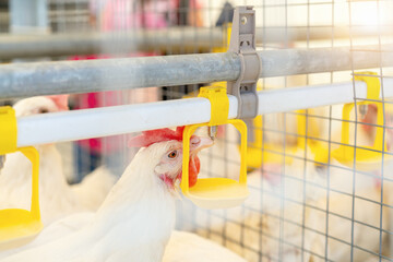 Poultry drinking water dispenser system. White hen drinks water from dispenser in cage.
