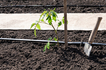 Tomato seedlings plant grown in beds with automatic watering or water dripping system in the home vegetable garden. Hose for watering and irrigation.