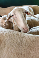 Vertical portrait of sheep at farm.