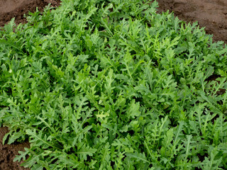 ルッコラ　セルバチコの栽培