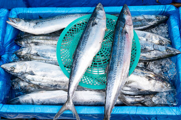 close up view of spotted spanish mackerel fish