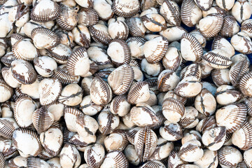 close up view of multiple  blood clams