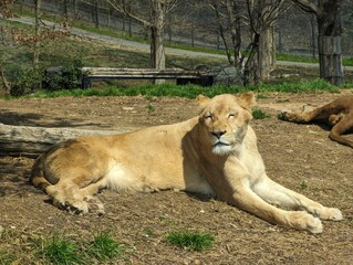 Lioness lying on the ground in safari park, tokyo Japan