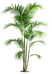 PNG Lush tropical indoor palm plant