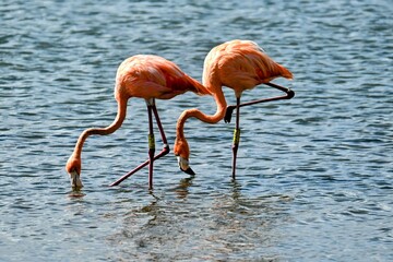 Flamingo Bonaire