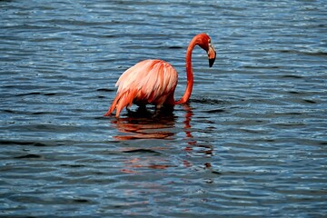 Flamingo Bonaire