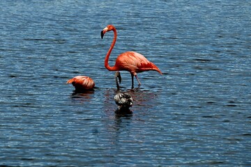 Flamingo Bonaire
