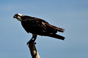 Bonaire bird