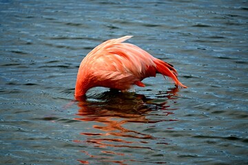 Flamingo Bonaire