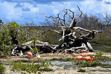 Flamingo Bonaire