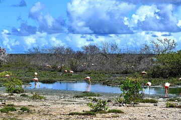 Flamingo Bonaire
