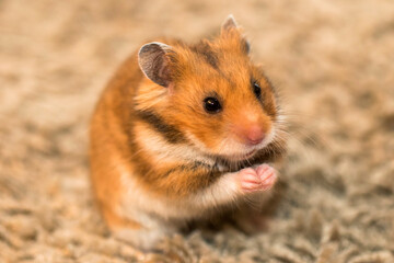 Golden Hamster Begging for a Treat