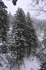 Snowy Trees - Winter Forest - Snow on Tree - Frozen Wonderland in Zakopane, Tatra Mountains National Park, Poland. Pine trees for a wintry Alpine Environment