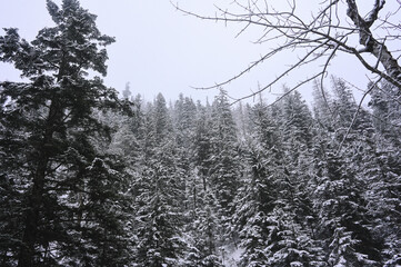 Snowy Trees - Winter Forest - Snow on Tree - Frozen Wonderland in Zakopane, Tatra Mountains National Park, Poland. Pine trees for a wintry Alpine Environment © Liam