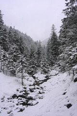 Snowy Trees - Winter Forest - Snow on Tree - Frozen Wonderland in Zakopane, Tatra Mountains National Park, Poland. Pine trees for a wintry Alpine Environment