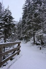 Wooden Footbridge amongst Snowy Trees - Winter Forest - Snow on Tree - Frozen Wonderland in Zakopane, Tatra Mountains National Park, Poland. Pine trees for a wintry Alpine Environment