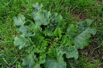 Arctium lappa - Young burdock leaves in an early summer