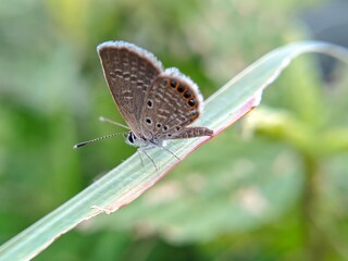 A small, brown butterfly with blue and white markings rests on a slender green leaf, its wings folded. The background is a soft blur of green foliage.