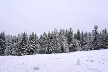 Snowy Trees - Winter Forest - Snow on Tree - Frozen Wonderland in Zakopane, Tatra Mountains National Park, Poland. Pine trees for a wintry Alpine Environment