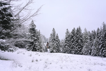 Snowy Trees - Winter Forest - Snow on Tree - Frozen Wonderland in Zakopane, Tatra Mountains National Park, Poland. Pine trees for a wintry Alpine Environment
