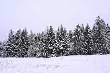 Snowy Trees - Winter Forest - Snow on Tree - Frozen Wonderland in Zakopane, Tatra Mountains National Park, Poland. Pine trees for a wintry Alpine Environment