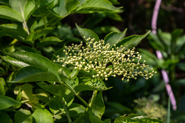 Flower buds and flowers of the Black Elder in spring, Sambucus nigra