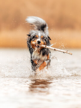 Dog, Lucky Australian Shepherd running with sticks in the Water
