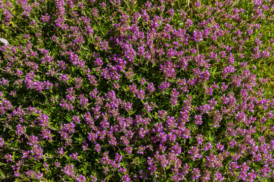 Blossoming fragrant Thymus serpyllum, Breckland wild thyme, creeping thyme, or elfin thyme close-up, macro photo. Beautiful food and medicinal plant in the field in the sunny day
