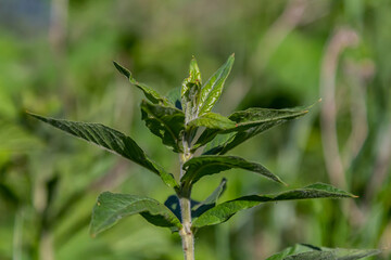 Mentha, also known as mint, used as a spice for tea and flavoring of food and other drinks