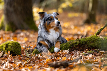 Dog, Lucky Australian Shepherd sitting on a tree trunk in the forest