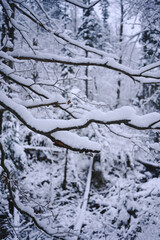 Snowy Trees - Winter Forest - Snow on Tree - Frozen Wonderland in Zakopane, Tatra Mountains National Park, Poland. Pine trees for a wintry Alpine Environment